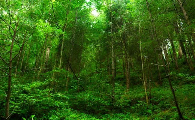 What Is an Eco-Sensitive Zone? Understanding ESZ Rules and the Supreme Court’s Stand